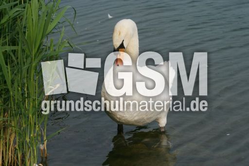 Höckerschwan 061.jpg